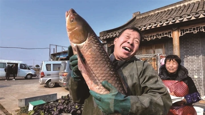 啟東王鮑鎮(zhèn)長安村一派魚躍人歡豐收景象